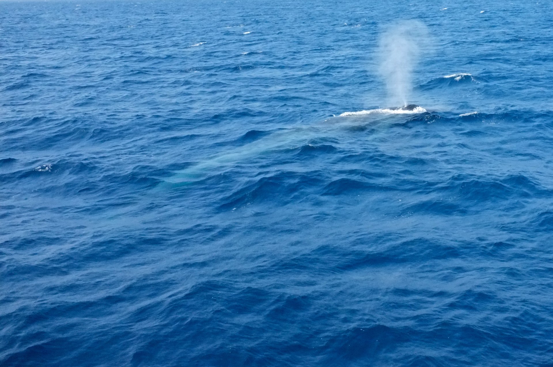 Giant blue whale in Mirissa