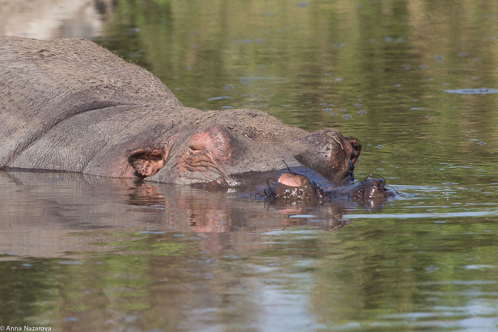 hippo is having some nap while bathing in serengeti