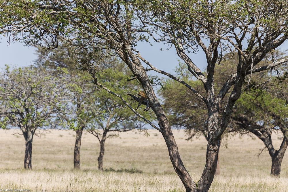 leopard in the tree in serengeti