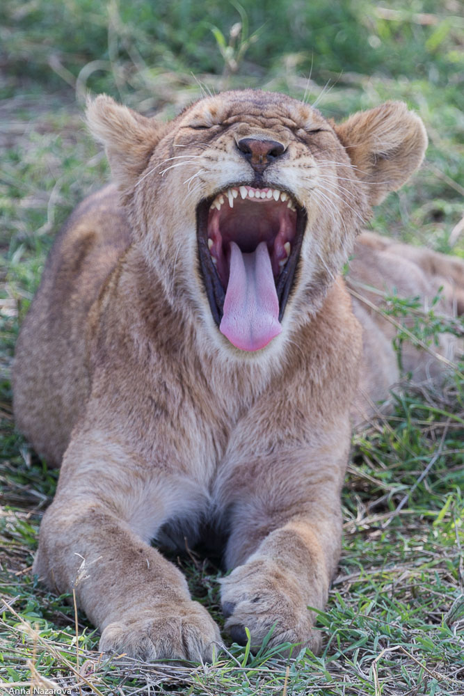 teenage lioness in serengeti