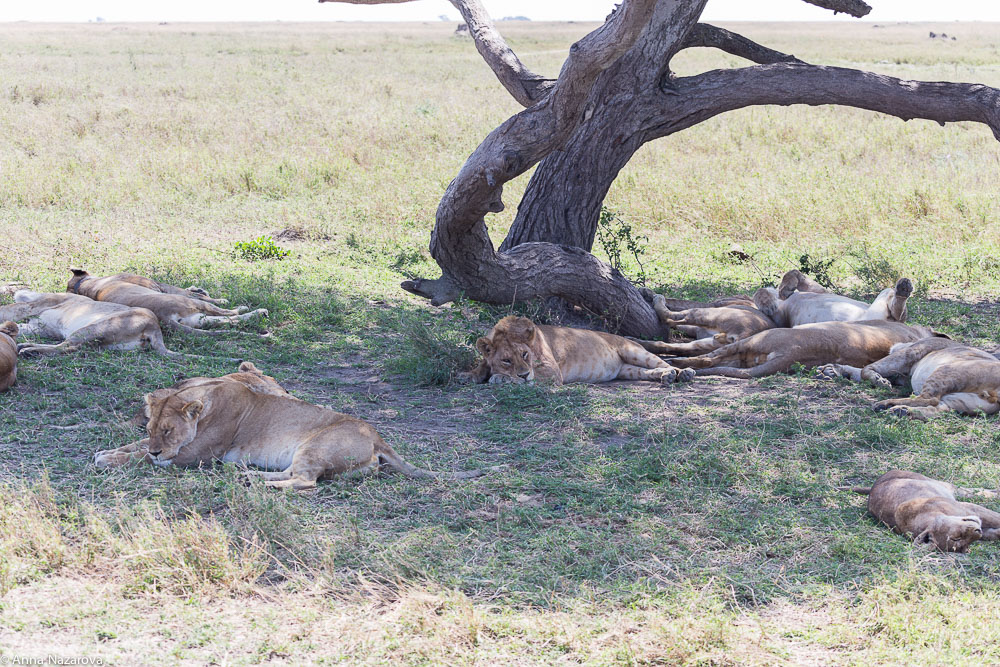 lions pride in serengeti