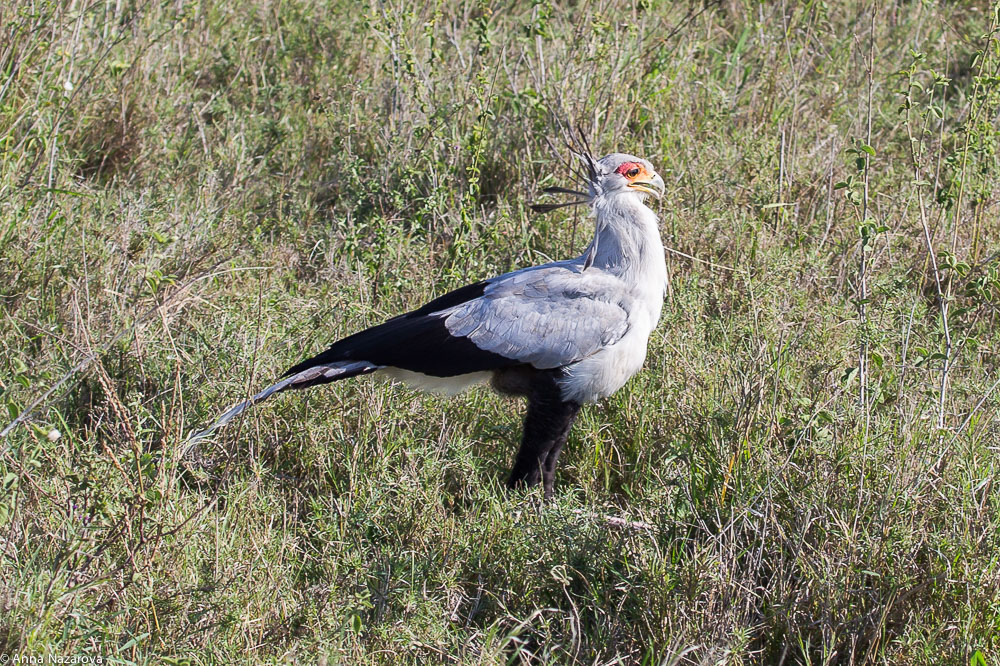 secretary bird in serengeti