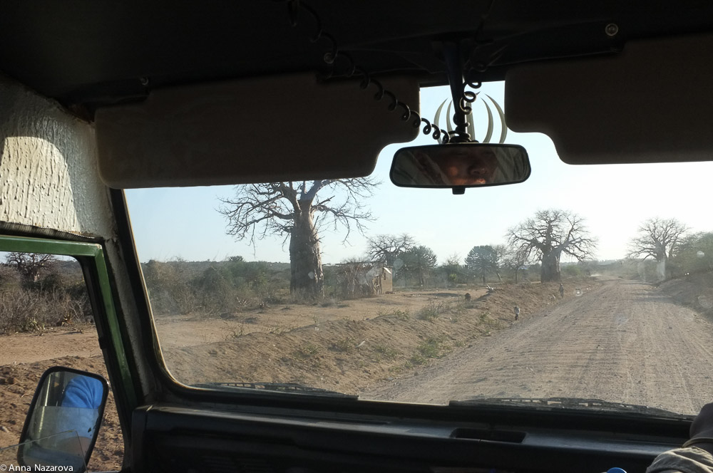 Baobab landscape at Lake Eyasi 