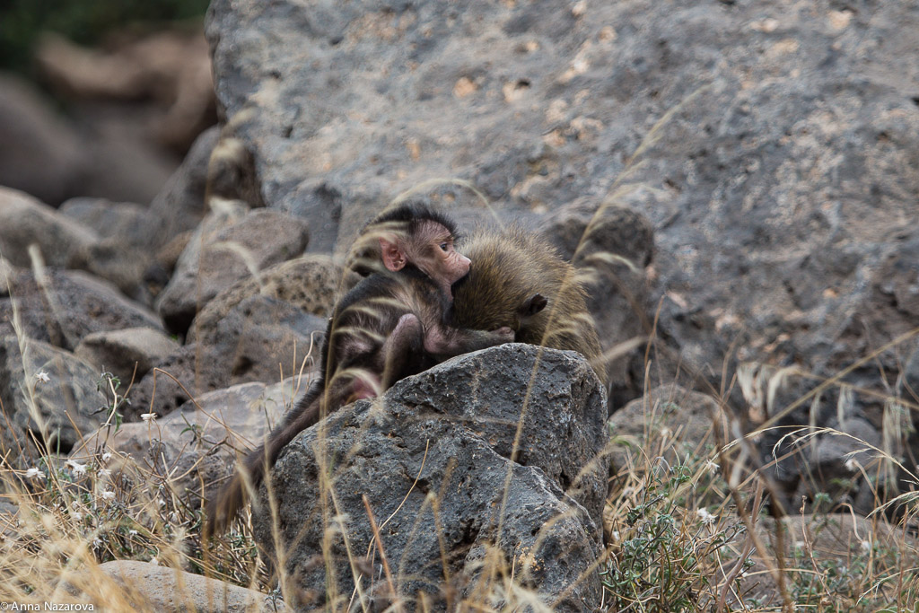 Baby baboon in Lake Manyara