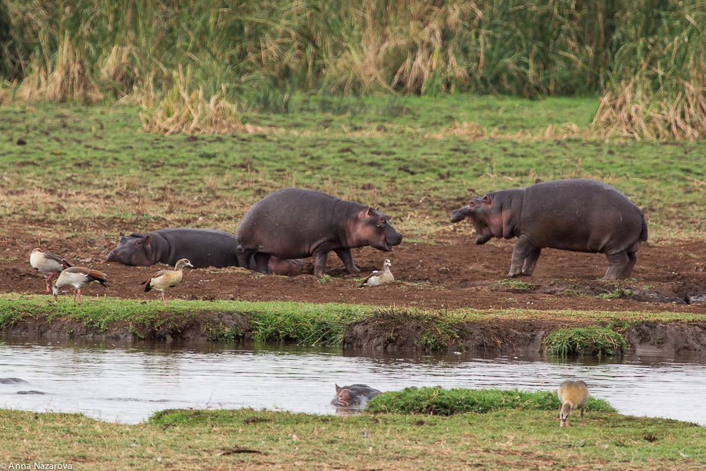 Playing hippos in Lake Manyara