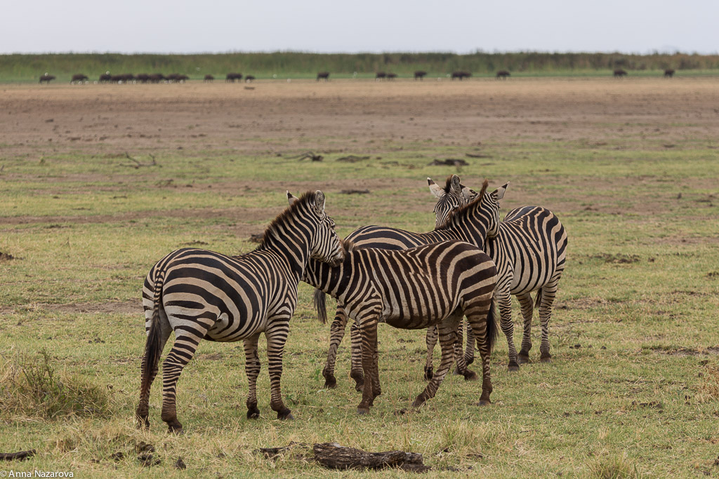 Hugging zebras in Lake Manyara