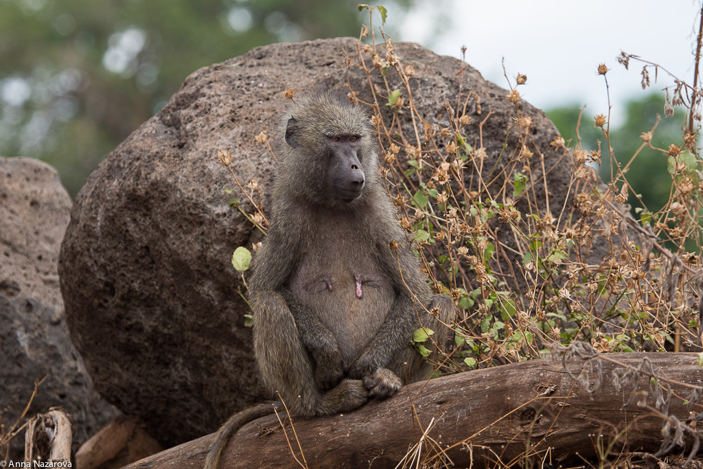 Mommy baboon in Lake Manyara