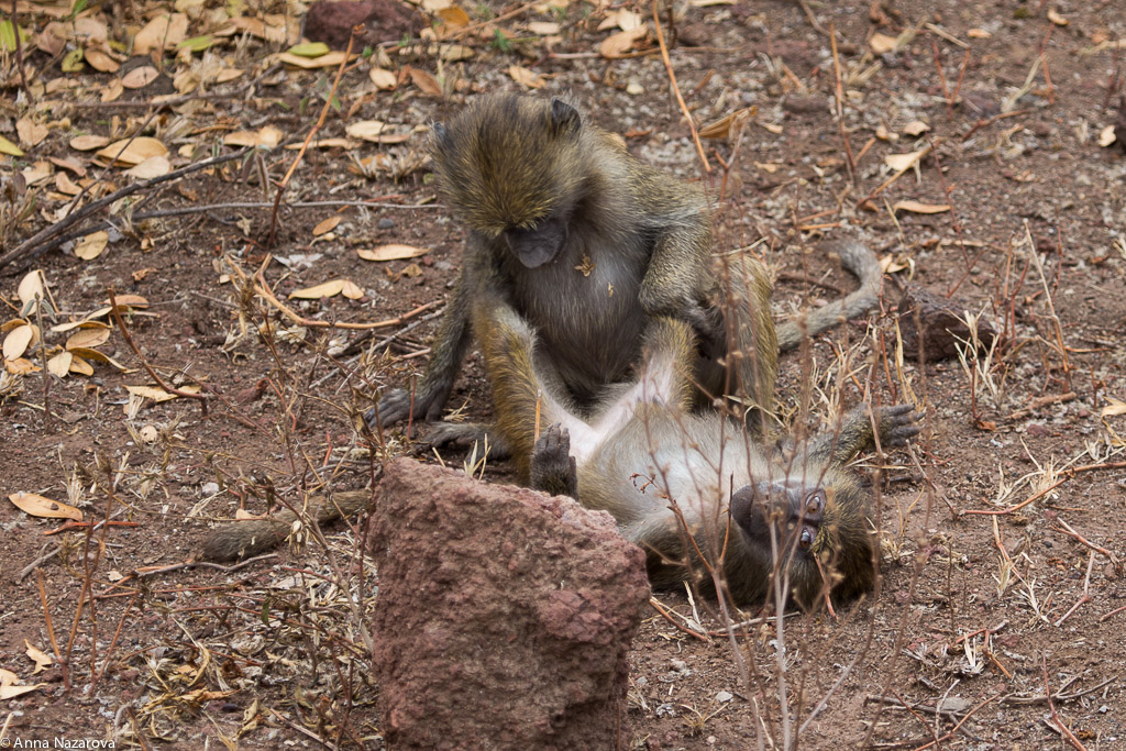 Playing baboons in Lake Manyara