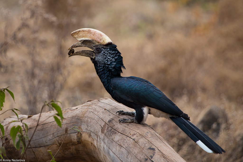Silvery-cheecked Hornbill in Lake Manyara