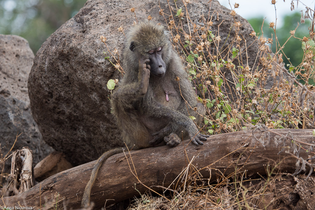 Thinking female baboon in Lake Manyara