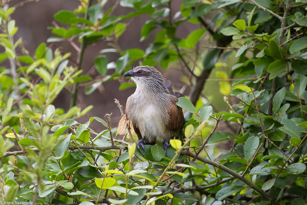 White Browed Coucal in Lake Manyara