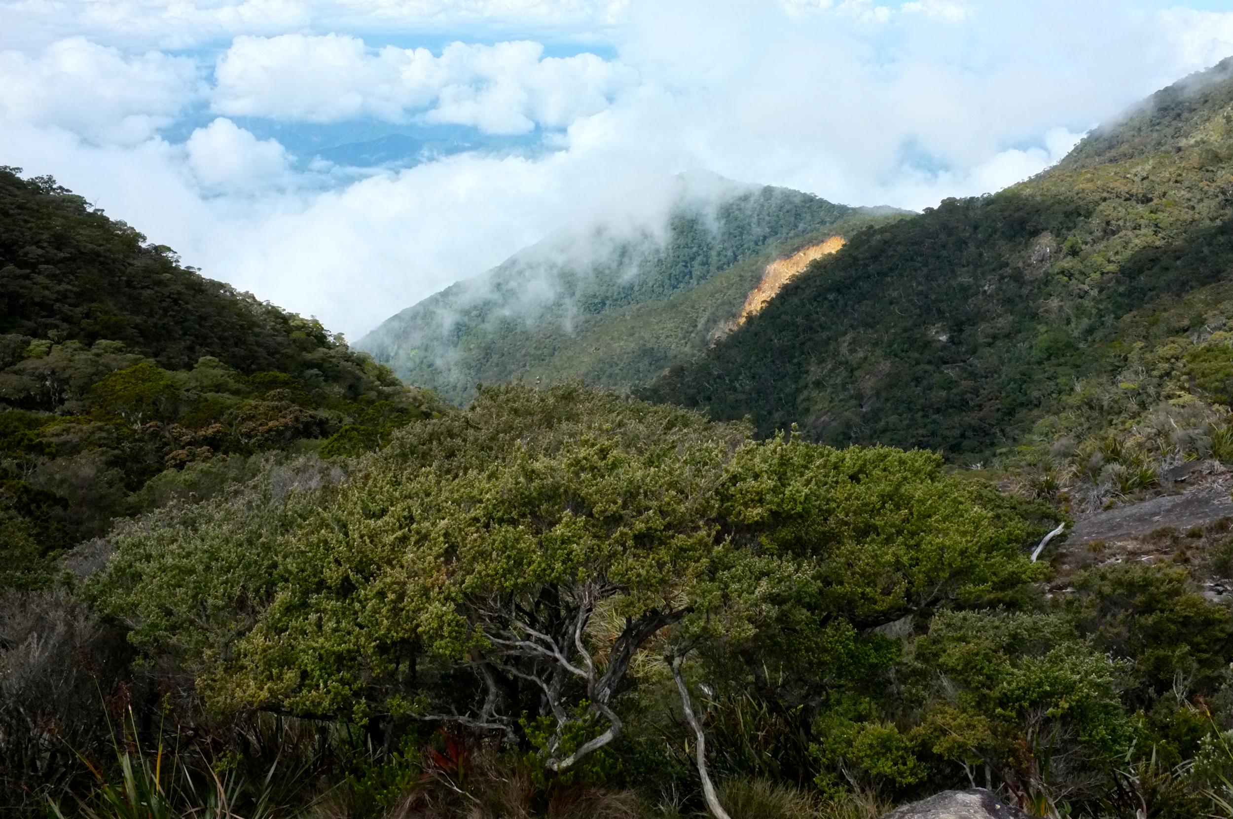 Mount Kinabalu rainforest