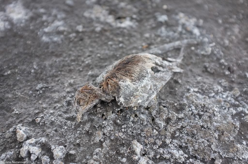 lake natron calcified animals color