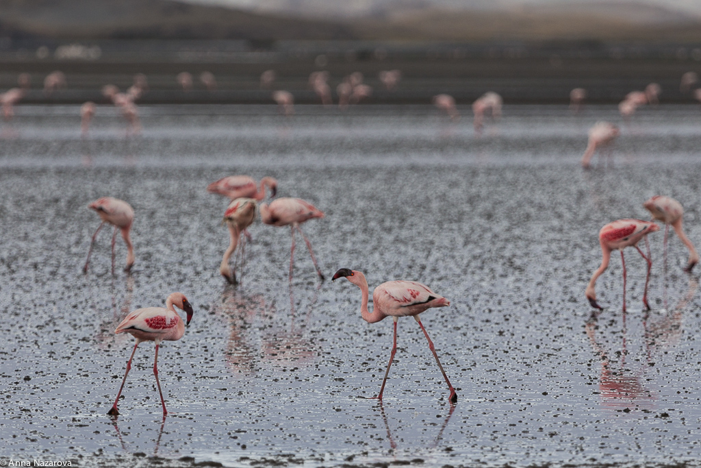 flamingos lake natron