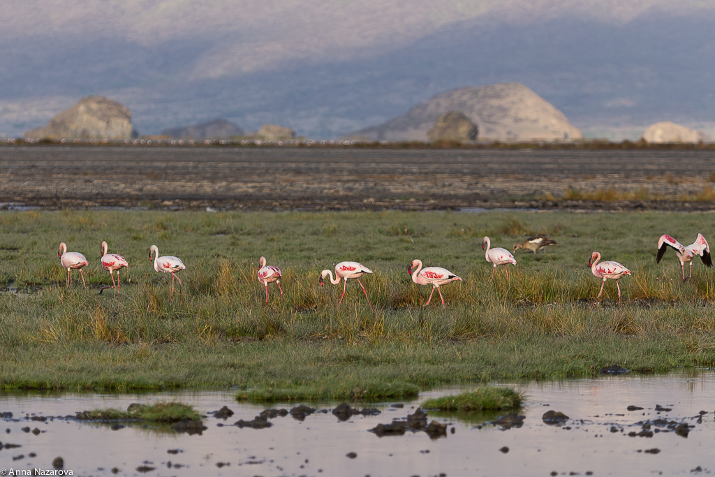 lake natron flamingo