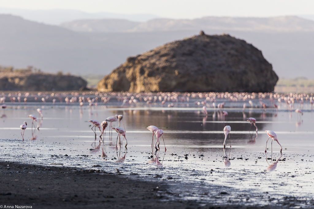 flamingo natron lake