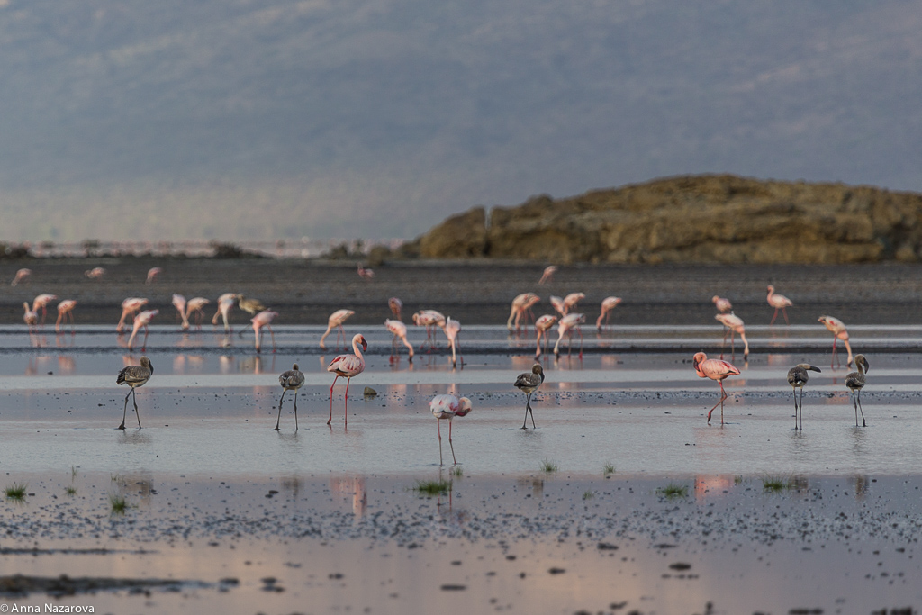 lake natron flamingos
