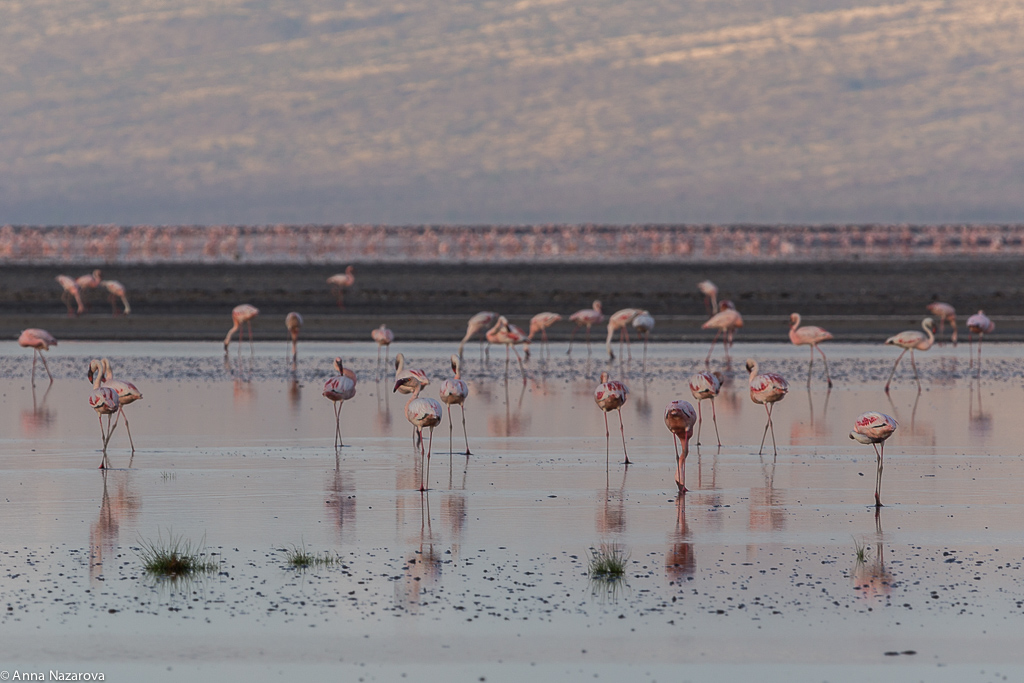 lake natron birds