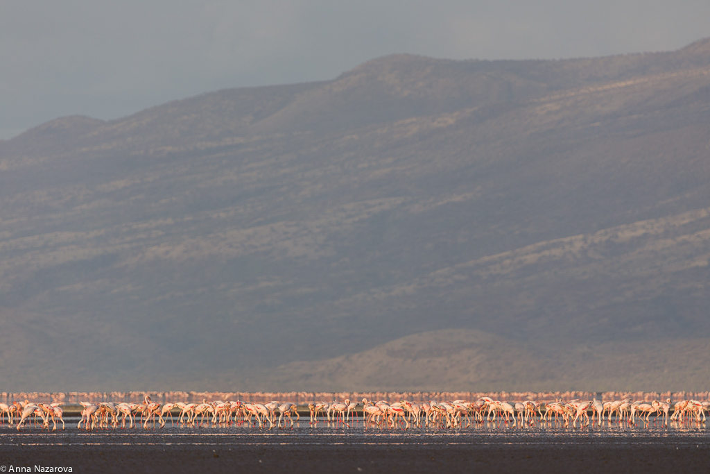 lake natron flamingo