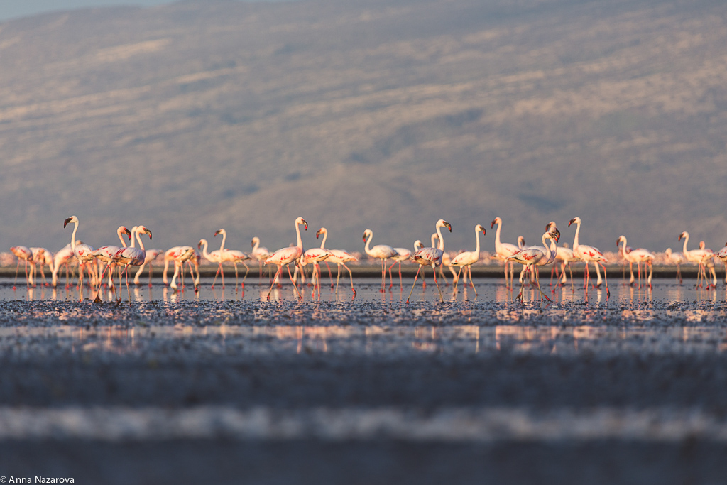 flamingo lake natron