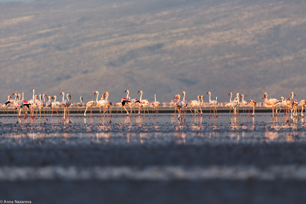 natron lake flamingo