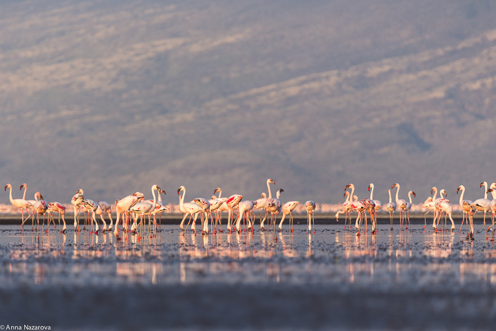 flamingo lake natron