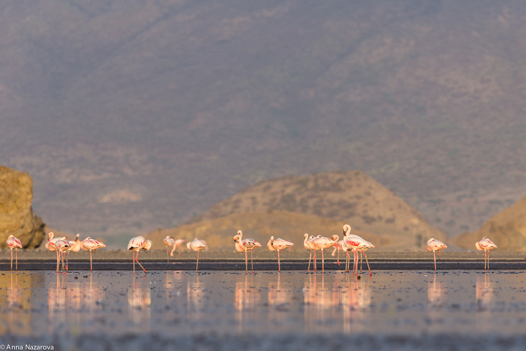 natron lake flamingo