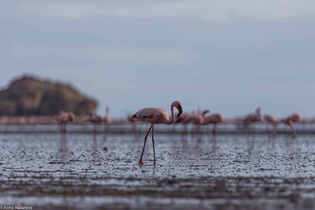 flamingo lake natron