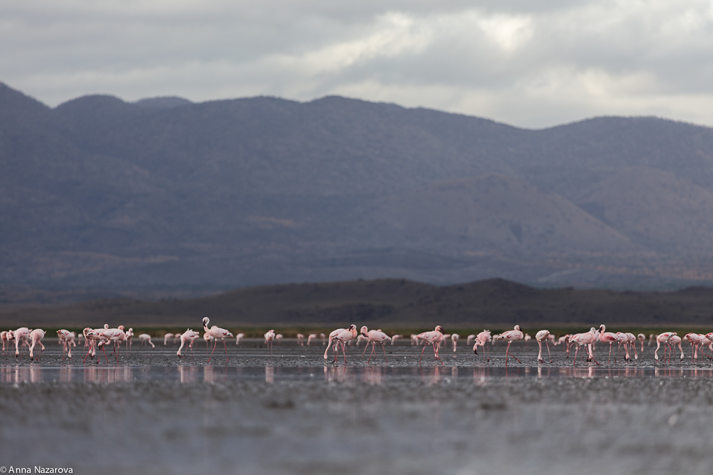 flamingos lake natron