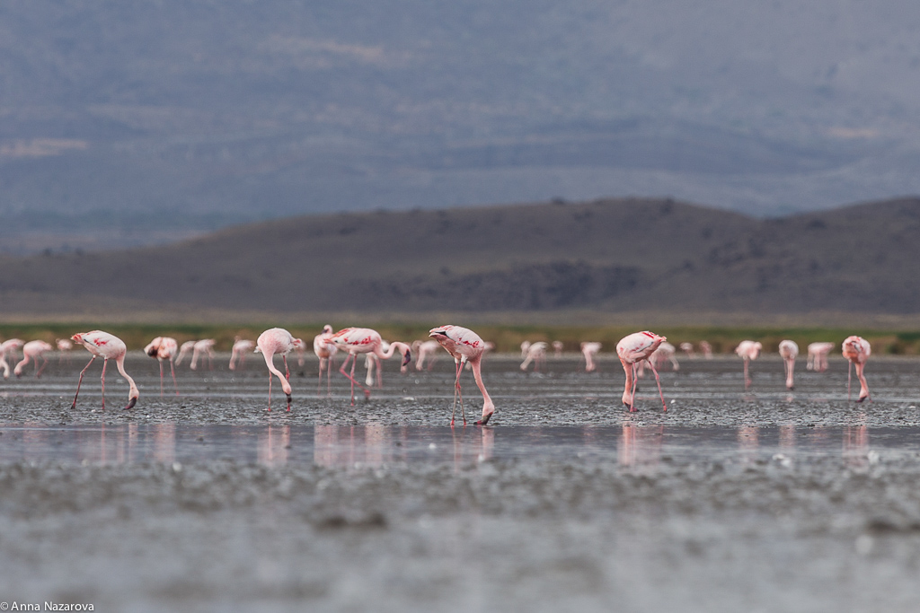 lake natron birds