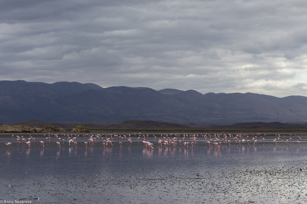 lake natron flamingo