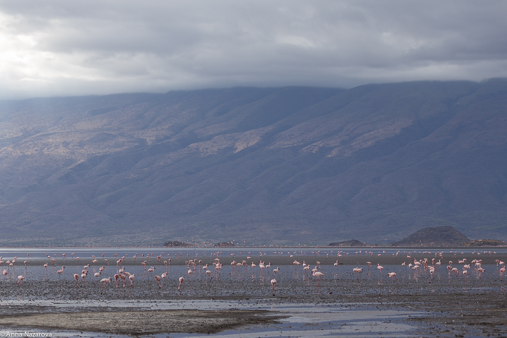 flamingos lake natron