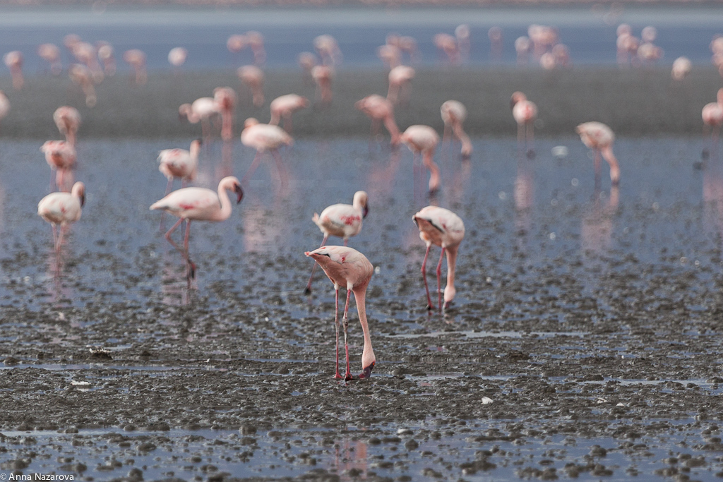 flamingos lake natron