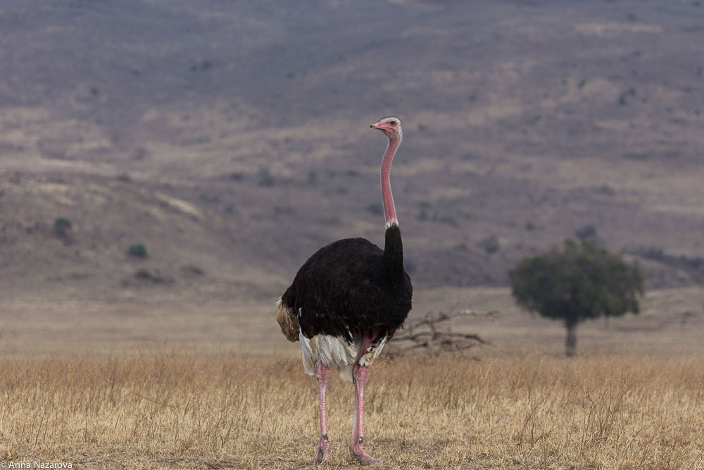 common male ostrich in Ngorongoro