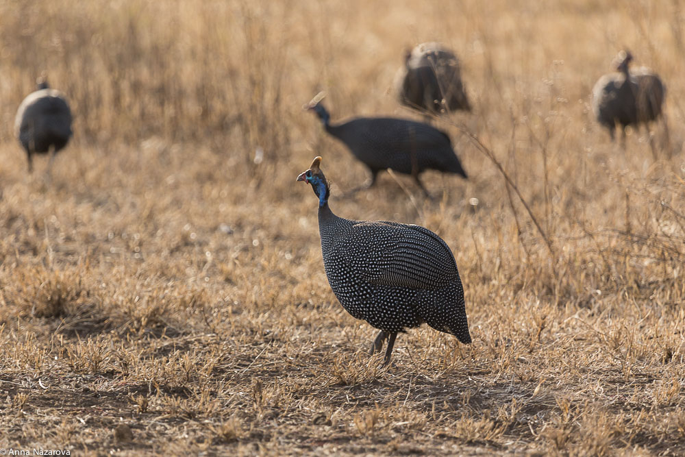 helmeted guineafowl in Ngorongoro crater