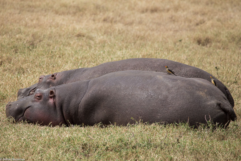 hippo in Ngorongoro