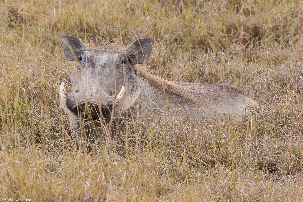 warthog in Ngorongoro