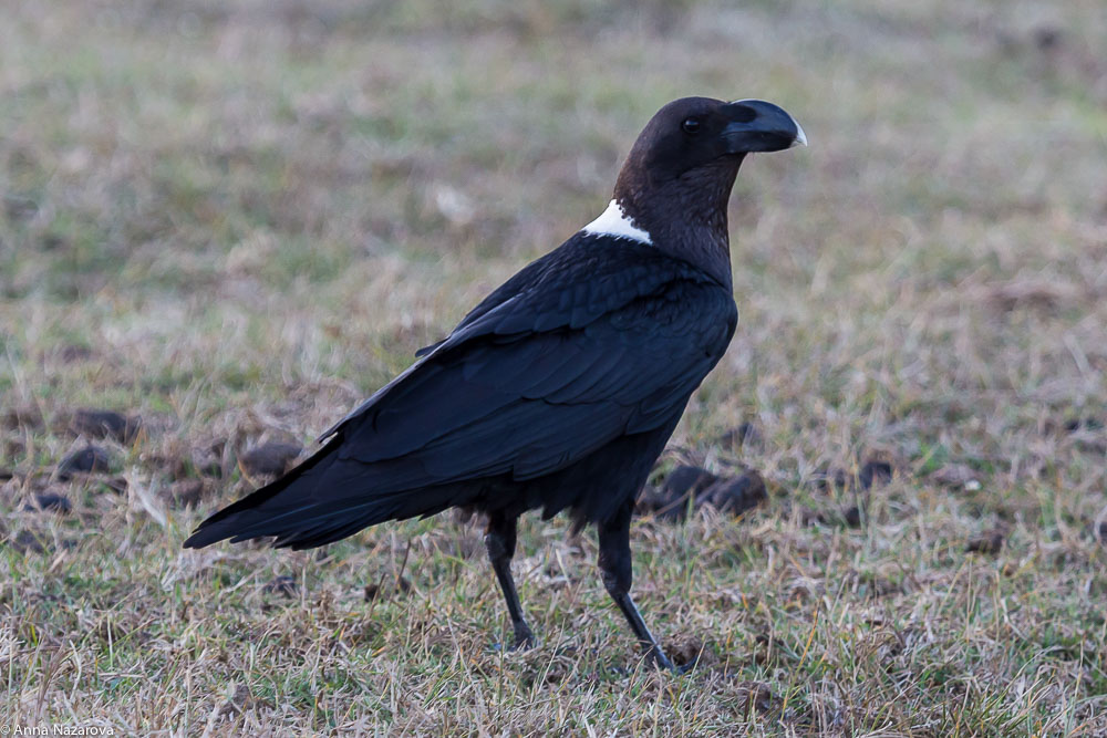 white-naped raven on the Ngorongoro campsite