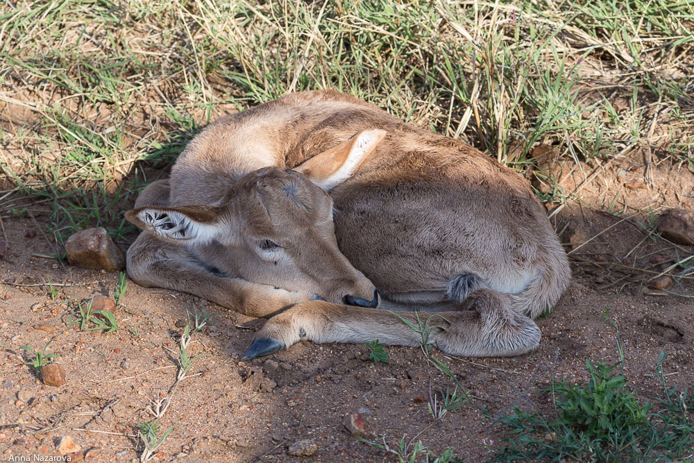 baby reedbuck northern serengeti
