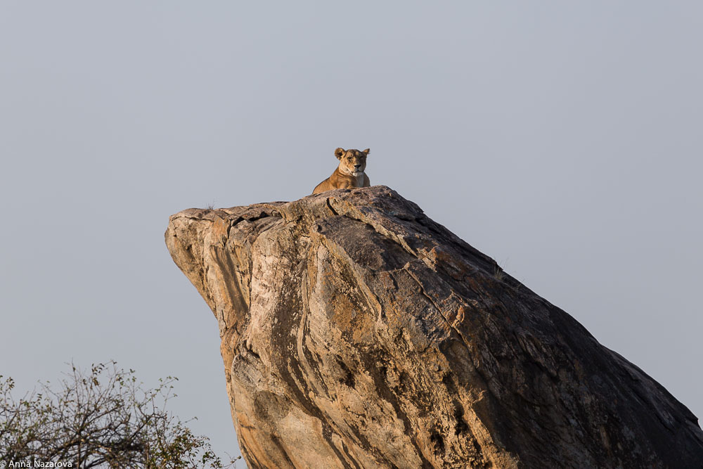 lioness northern serengeti