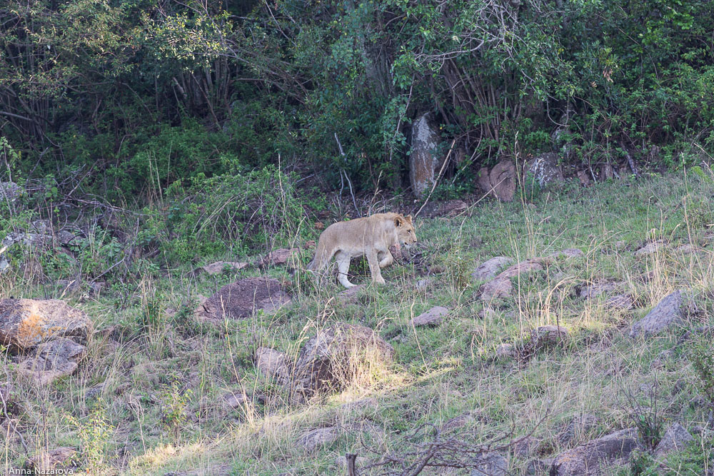 small lion northern serengeti