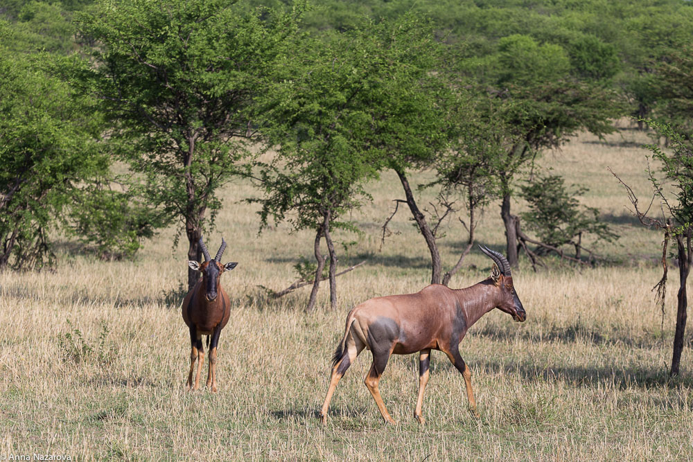 topi antelope northern serengeti
