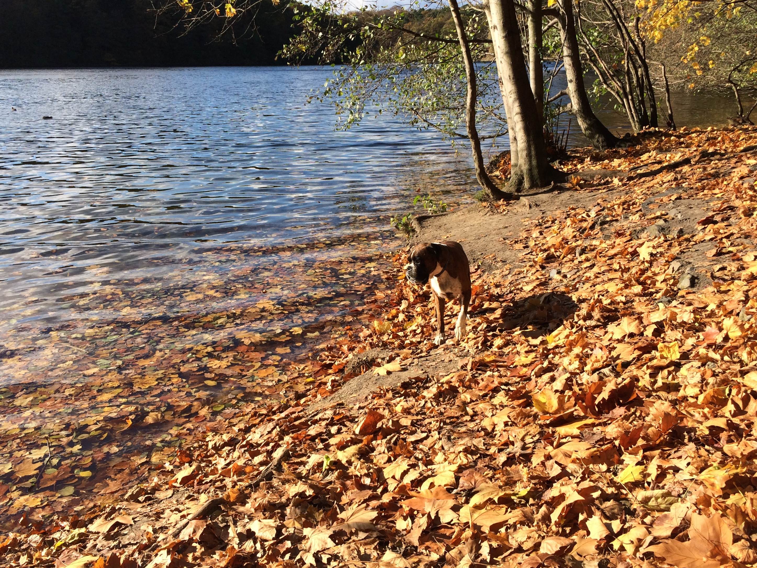Autumn in Schlachtensee
