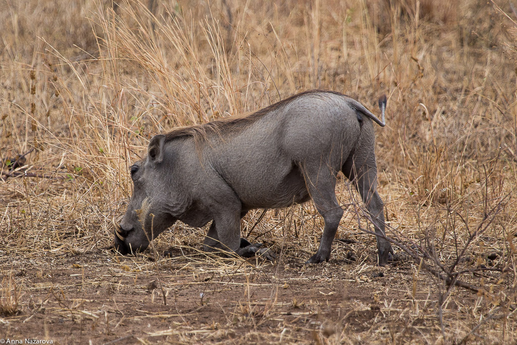 Warthog in Tarangire National Park